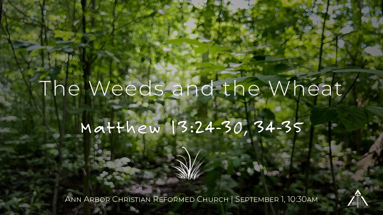 The Weeds and the Wheat — Ordinary Time series graphic with hand-lettering over a sunlit forest