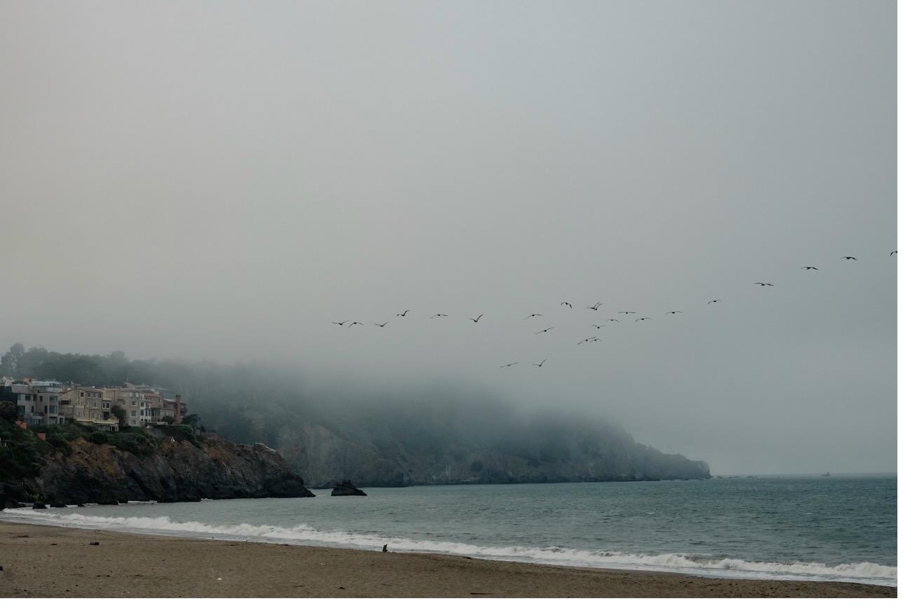 Birds crossing a fog-covered coastline