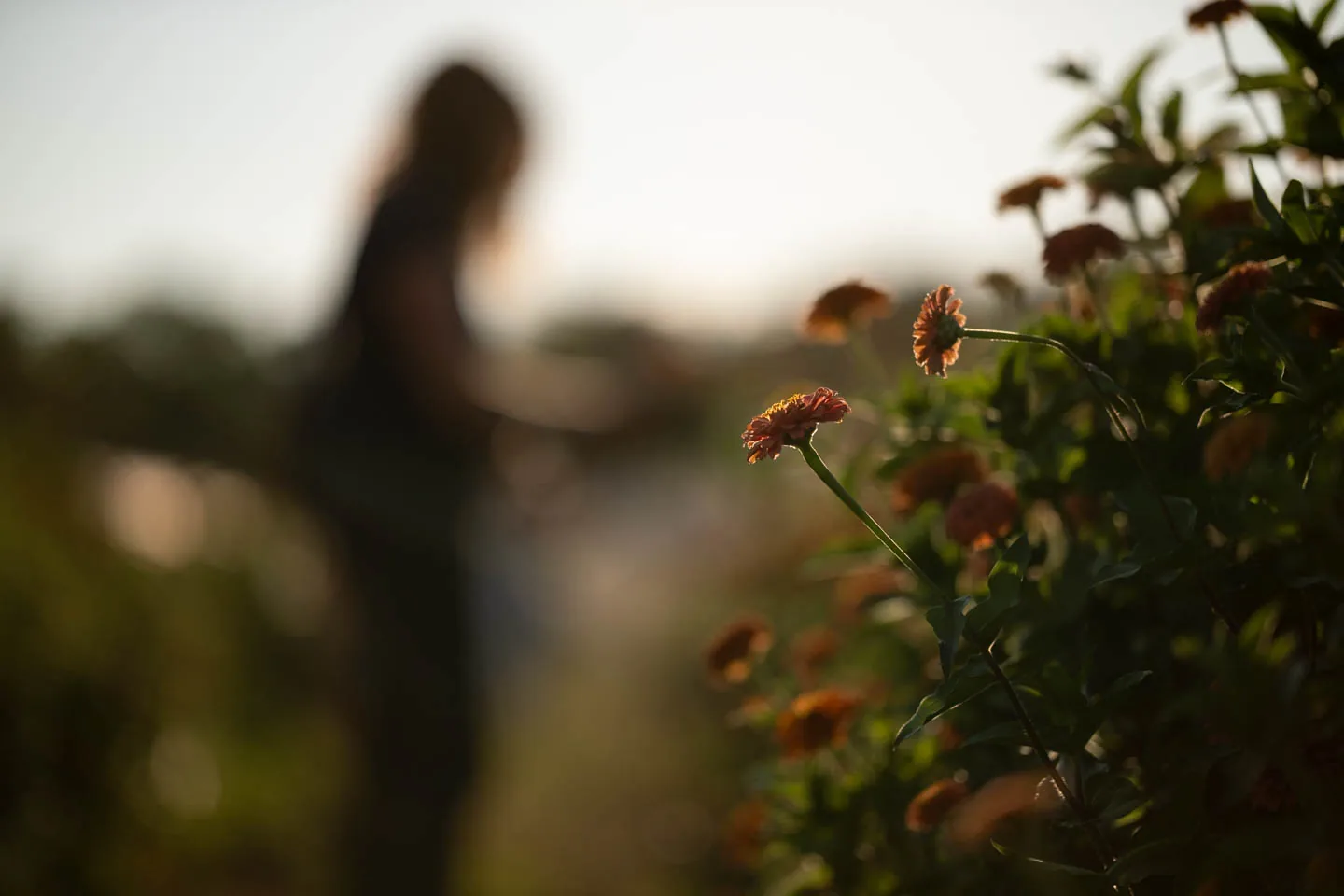 Backlit zinnias at golden hour with a figure blurred in the rows behind