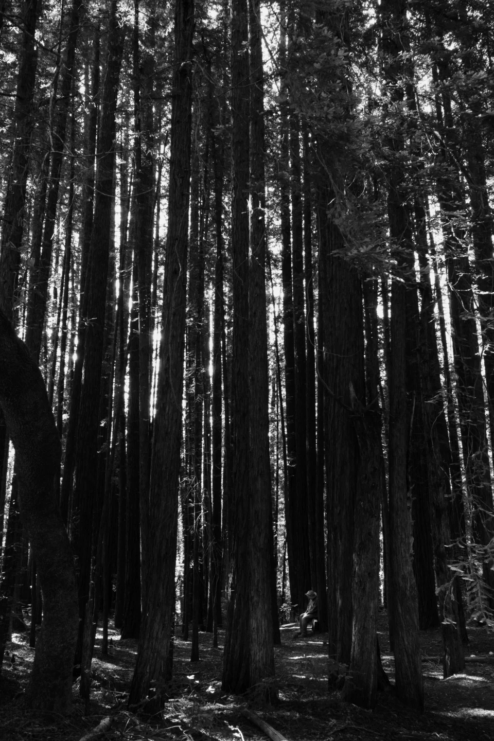 a man nearly one with the forest